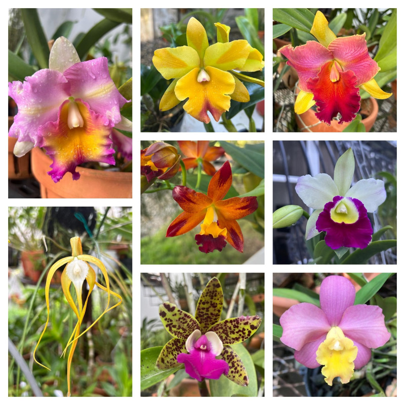 Coloridos ejemplares cultivados por los esposos Miledy Reyes y Máximo Gómez, miembros de la Sociedad Dominicana de Orquideología.