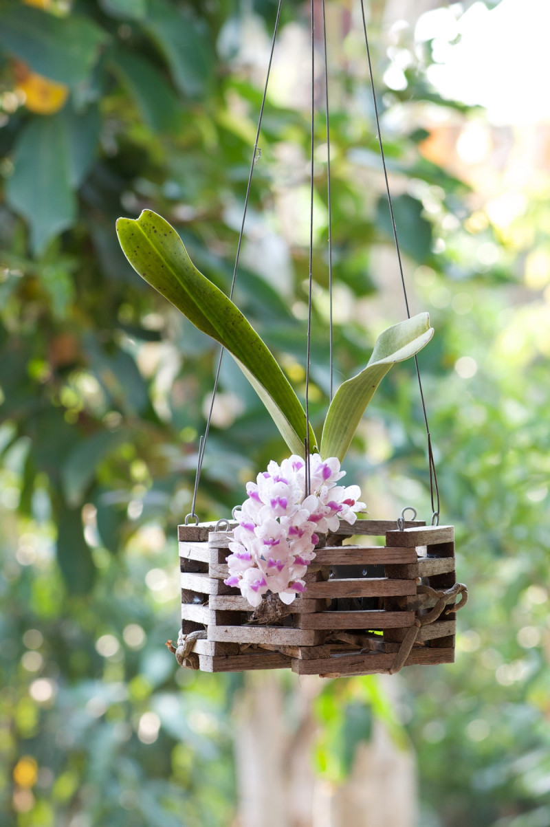 El festival reúne cada año a productores y aficionados de las orquídeas.