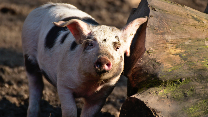 En RD han sacrificado cientos de cerdos por la peste porcina