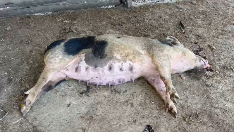 Cerdo sacrificado por el Gobierno