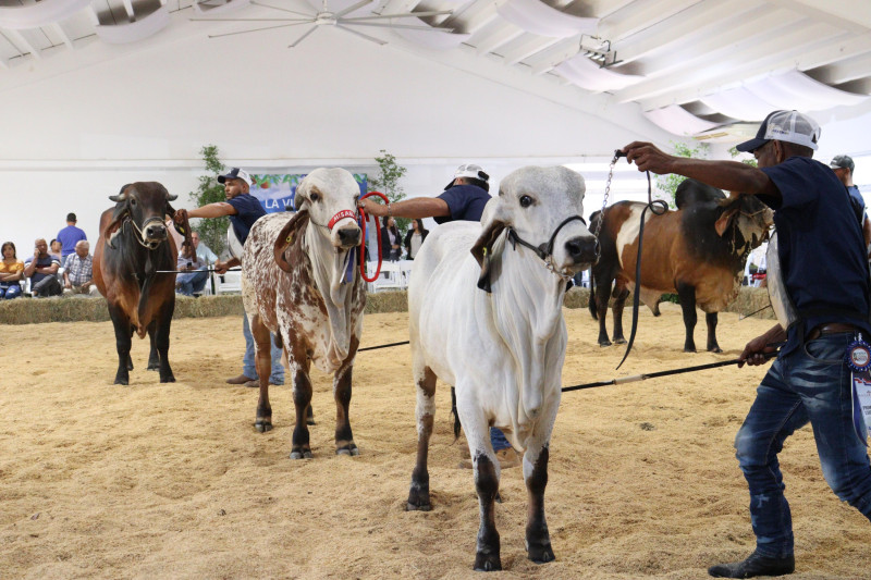 Competencia de Gyr en la Feria Agropecuaria Nacional 2025.