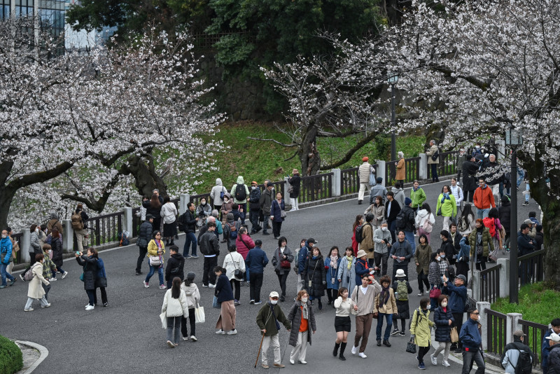 La gente camina entre los cerezos en flor en el parque Kudanzaka