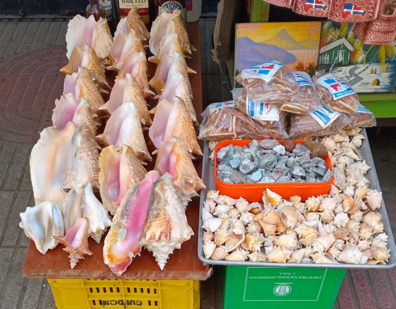 Conchas de diferente tamaño