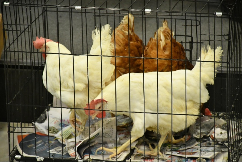 Gallinas ponedoras.