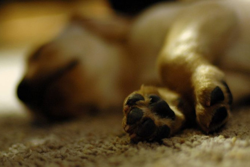 Piden sanción contro responsables de envenenar perros.