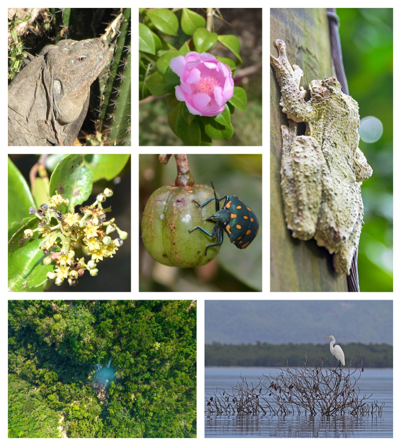 En el año 2015 fue promulgada la Ley Sectorial de Biodiversidad de la República Dominicana (Ley No. 333-15).