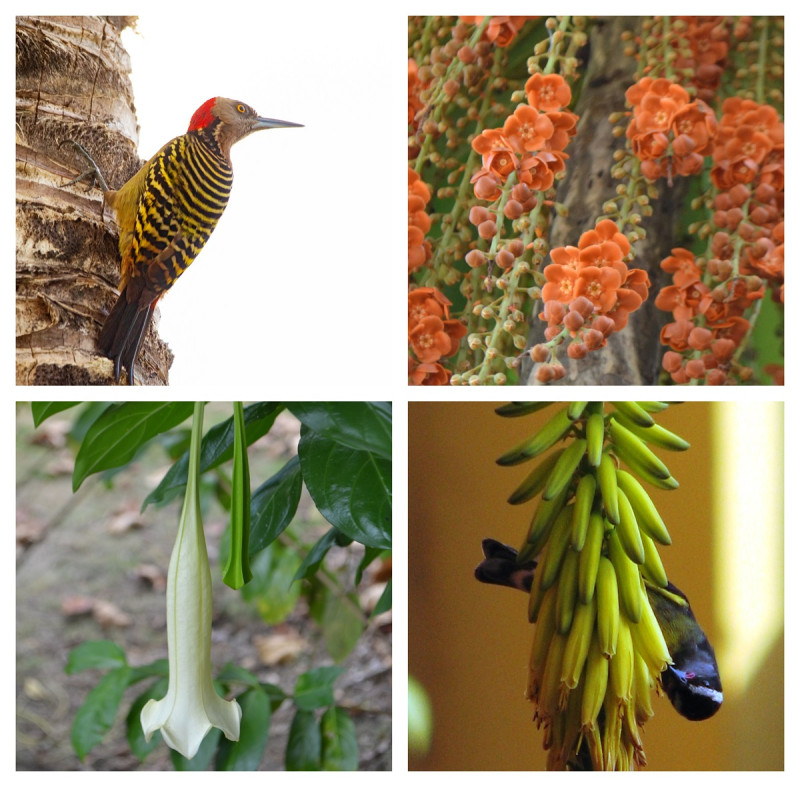Es poco lo que se conoce a nivel mundial sobre las  interacciones entre plantas y animales, dice Ramón Ovidio.