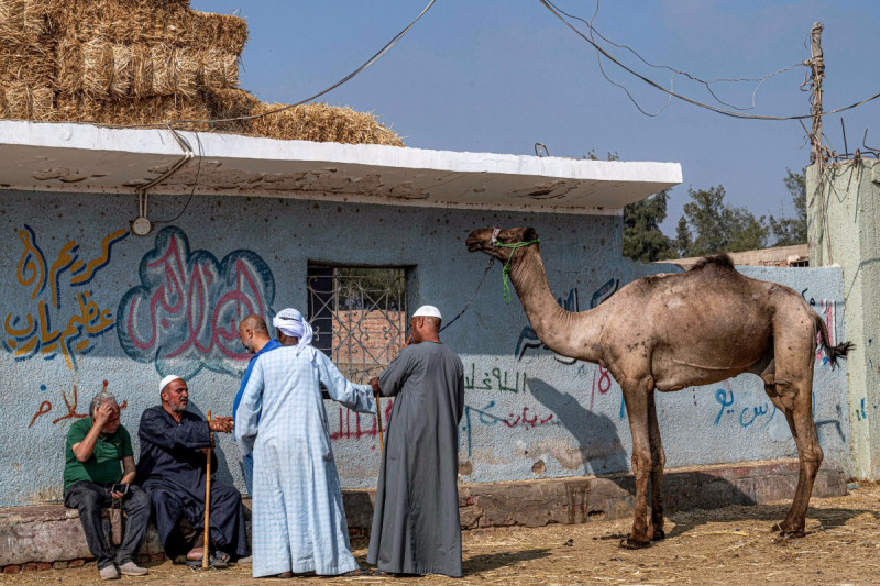 Un comerciante de camellos y un cliente negocian una venta en el mercado de camellos de Birqash, en las afueras del noreste de Giza, el 4 de junio de 2025, antes del Eid al-Adha, la fiesta musulmana del sacrificio.