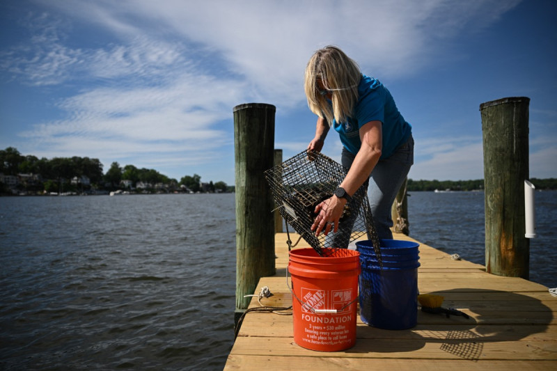 Kimberly Price, participante del programa de cultivo de ostras de Maryland de la Fundación de la Bahía de Chesapeake, en el muelle de su casa, donde cultiva ostras a lo largo del río Severn, un afluente mareal de la Bahía de Chesapeake, en Crownsville, Maryland, el 20 de mayo de 2025.