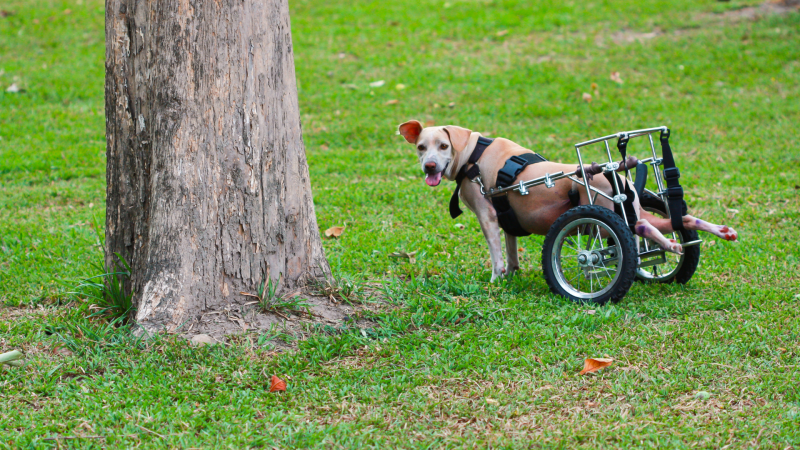 En el caso de los carritos ortopédicos, tienen una función similar a las prótesis y se utilizan cuando la mascota presenta inmovilidad de las patas traseras