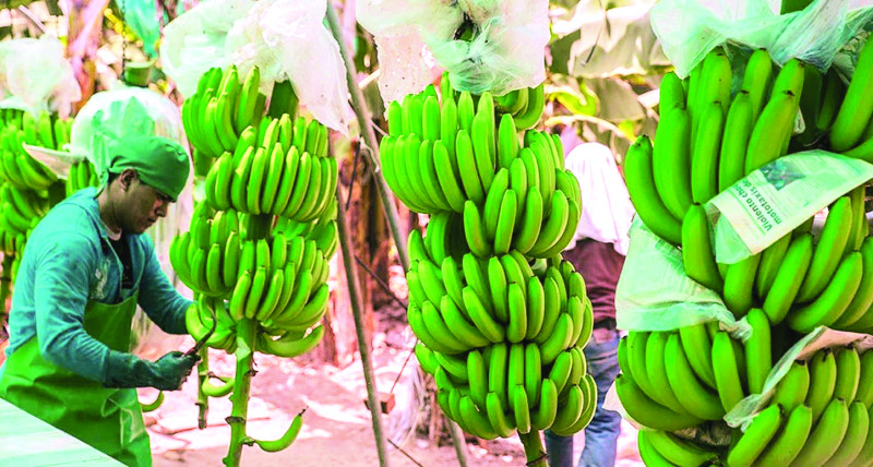 La producción de banano sostiene a muchas familias.