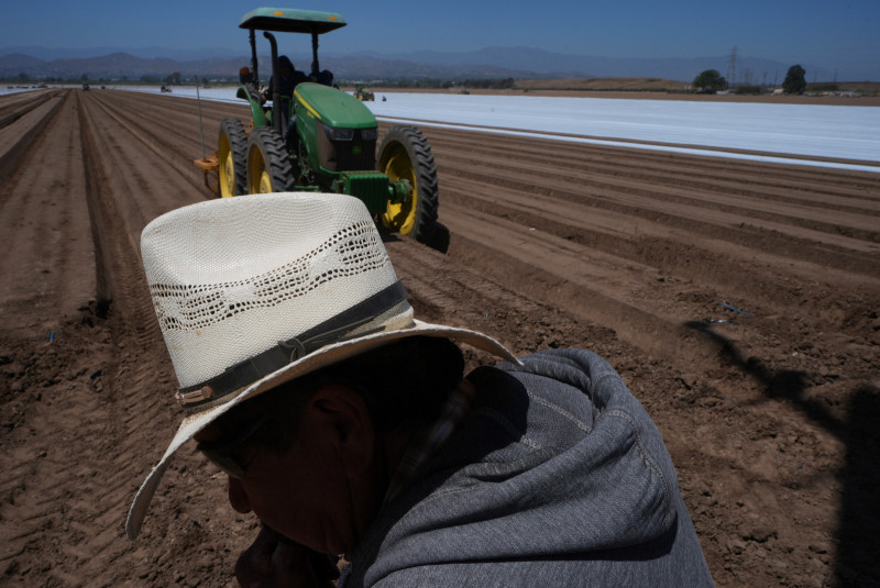 Trabajadores agrícolas trabajan en un campo de fresas en Oxnard, California, el miércoles 18 de junio de 2025.