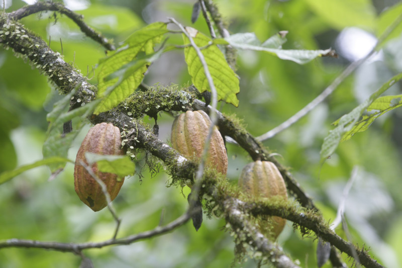 Fotografía de frutos de cacao en Río Oeste Arriba (Panamá). Considerado como "el oro marrón", el cacao ha sido durante siglos una fuente de riqueza y sustento sobre todo para los países productores de África y de América Latina. EFE/ Carlos Lemos