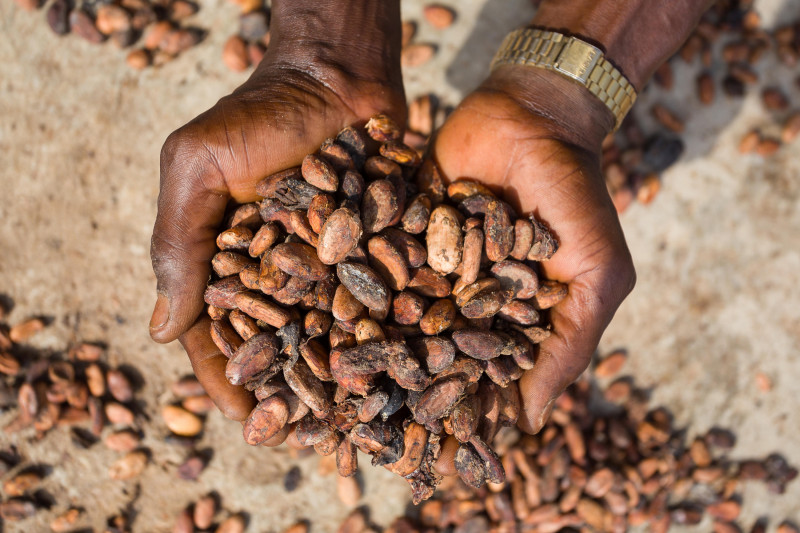 Granos de cacao se extienden para secar en una granja de la comunidad de Wao-Wao, en el estado de Ondo, suroeste de Nigeria. África produce el 73 % del cacao mundial pero sólo consume el 3 % de chocolate.EFE/EPA/EMMANUEL ADEGBOYE