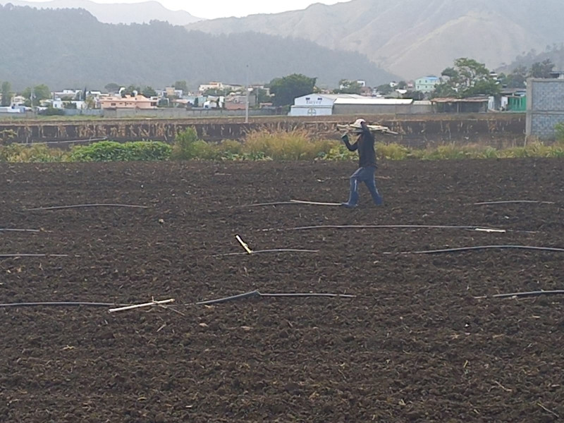 Productores agricolas de Tireo reclaman atención de las autoriddes.