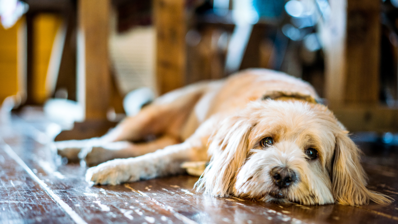 Los perros también se deprimen y esto puede evidenciarse mediante su falta de apetito, de energía o cambios de ánimo sin ningún signo clínico de enfermedad.