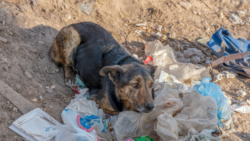 Uno de los principales desafíos del país en cuanto a los perros callejeros es la falta de “políticas públicas reales”