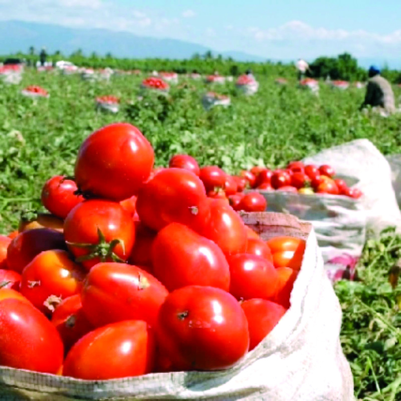Empresas que comercializan el tomate aumentaron el precio a los cosecheros.