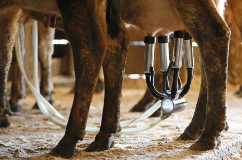 Una vaca lechera es ordeñada en una granja de Newcastle, Maine, el martes 31 de marzo de 2015.