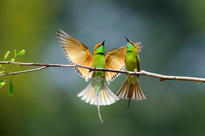 Mateo 6:26-30: Mirad las aves del cielo, que no siembran, ni siegan, ni recogen en graneros, y {sin embargo,} vuestro Padre celestial las alimenta.