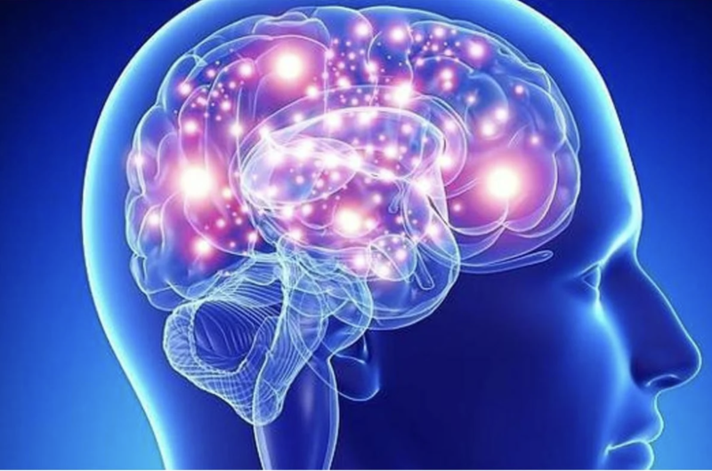 El cerebro no es un simple órgano complejo que recibe de manera pasiva información que almacena.