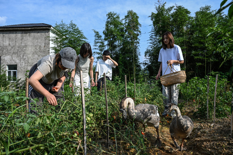 La foto, tomada el 14 de julio de 2025, muestra a Chen Yani (der.), también conocida como "Keke", recogiendo chiles con amigas e invitadas en una granja, en un espacio de convivencia femenina llamado "El Espacio Imaginativo de Keke" en Hangzhou, provincia de Zhejiang, al este de China.