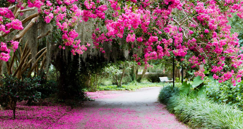 Jardín de Charlestón