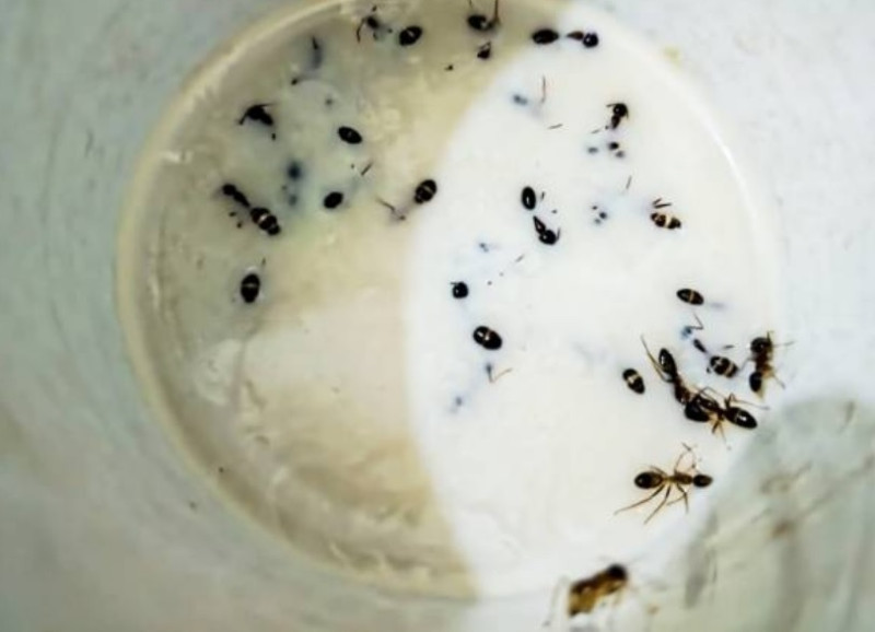 Los propios insectos contribuyen al proceso de elaboración del yogur.