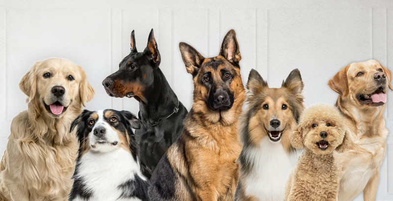 La aplicación permitirá dar una respuesta rápida a casos en los cuales se registren situaciones de maltratos, abandonos o emergencias animales.