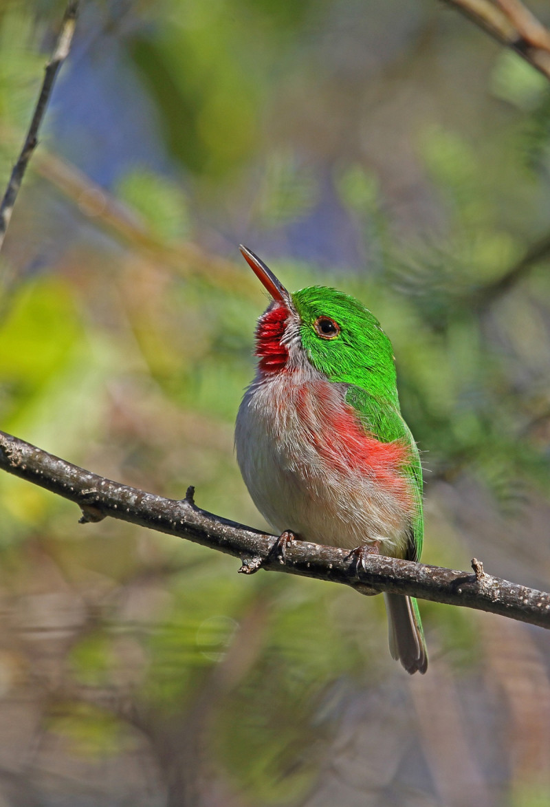 Su nombre científico es Todus subulatus. Es un ave endémica de La Española.