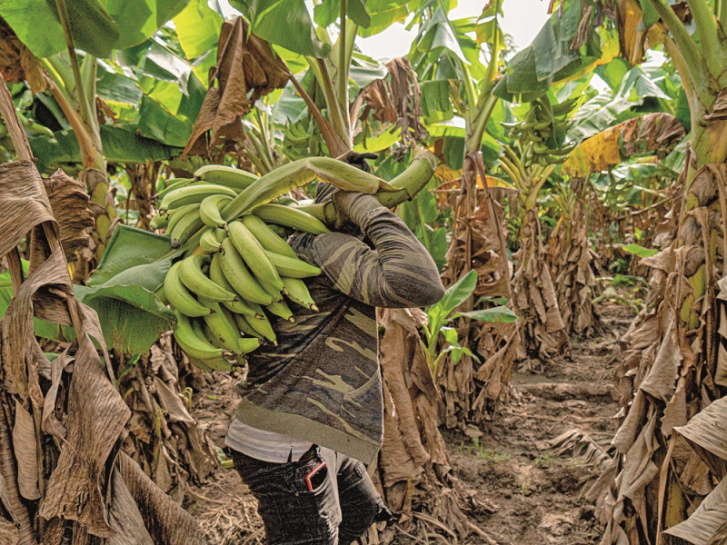 Llevando el corte del día.