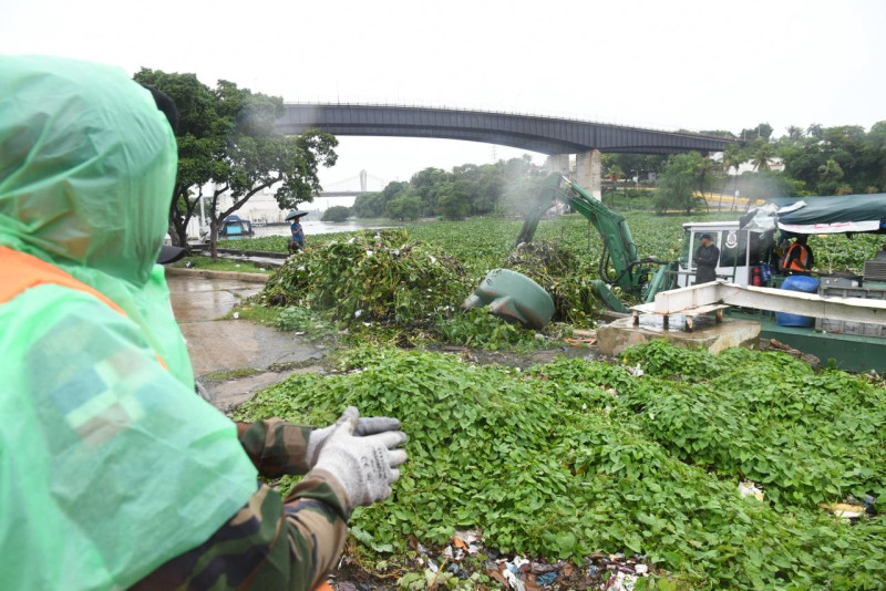 Las lilas o jacintos arropan el río Ozama.