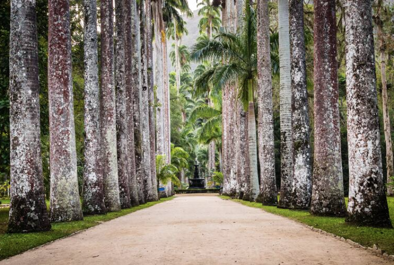 La avenida de las Palmeras Imperiales, en el Jardín Botánico, con una altura imponente -superan los 30 metros- es una de las especies arbóreas más llamativas y valiosas de Sudamérica