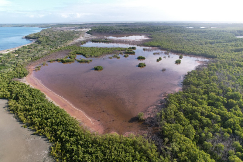 Manglares de Estero BalsaLos taninos son compuestos naturales presentes en las hojas, raíces y cortezas de los manglares rojos.