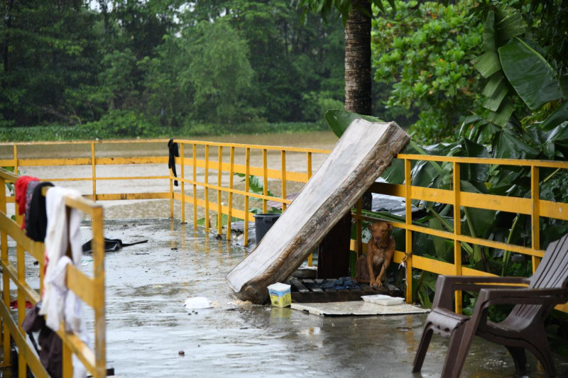 Un perro se protege de la lluvia al colocarse debajo de un colchón mojado en El Túnel del sector Capotillo.