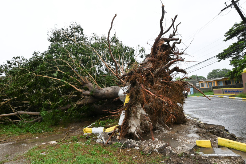 Se ve un árbol caído en St. Catherine, Jamaica, poco antes de que el huracán Melissa tocara tierra el 28 de octubre de 2025.