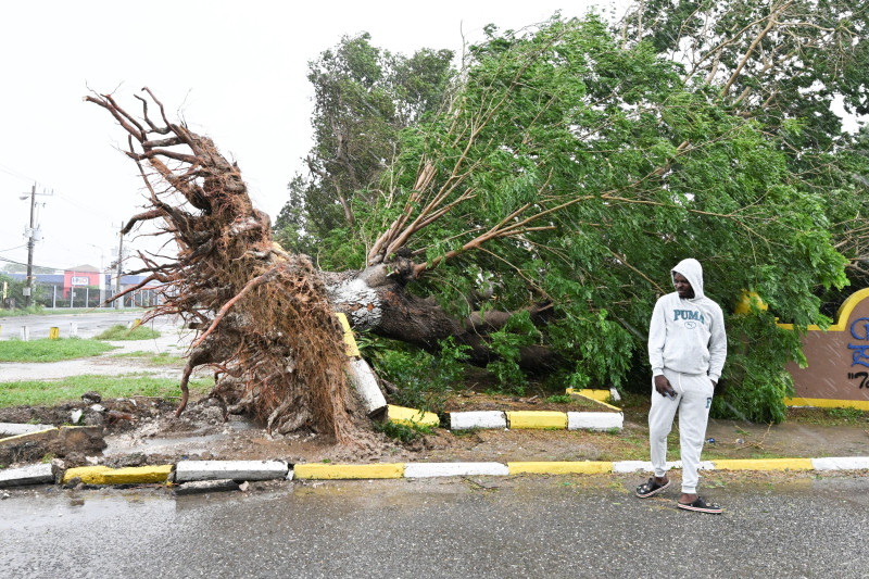 Un hombre observa un árbol caído en St. Catherine, Jamaica, poco antes de que el huracán Melissa tocara tierra el 28 de octubre de 2025.