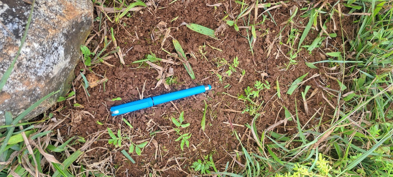 Densidad de Cedrela odorata en septiembre 2025