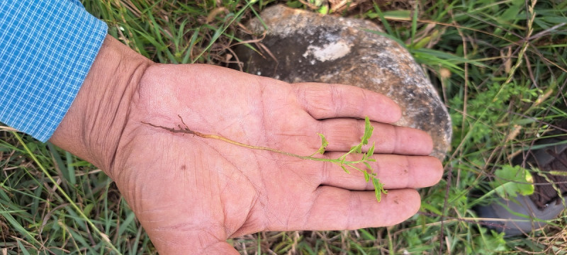 Plántula de cedro en septiembre de 2025.