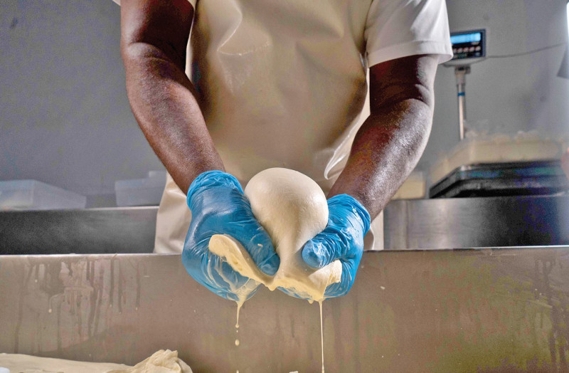 Queso de hoja en proceso, Quesos Oleaga.