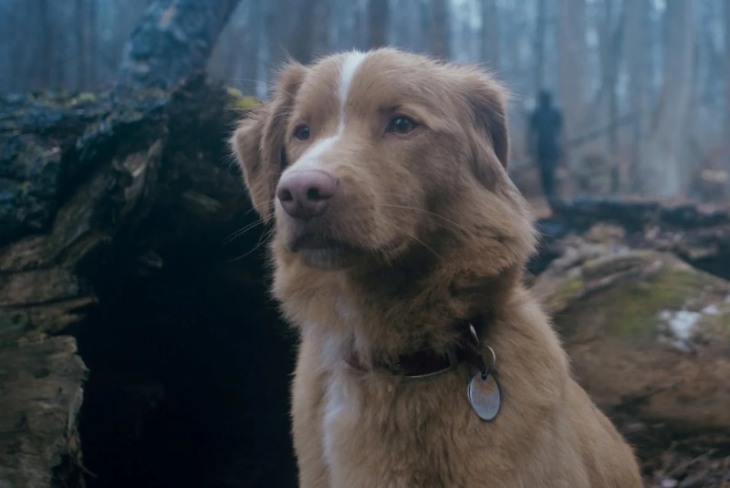 Indy en ‘Good Boy’, una película estadounidense de terror de 2025 dirigida por Ben Leonberg en su debut.