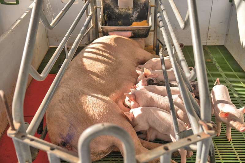 Amantando las crías de 1 mes
