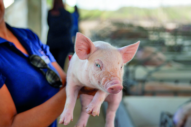 Veterinaria mostrando un cerdito de aproximadamente  1 mes