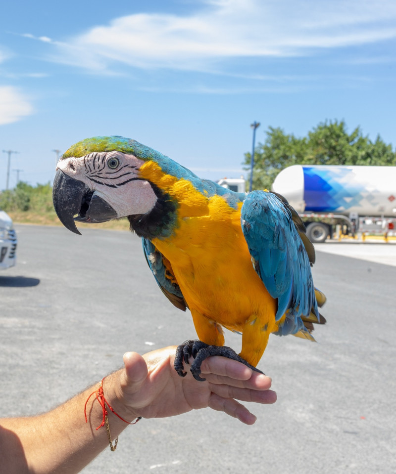 El ministerio advierte que los ejemplares no registrados dentro del plazo establecido podrán ser retenidos