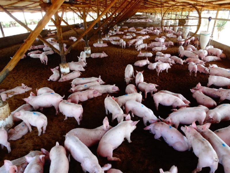 Granja de cerdos.