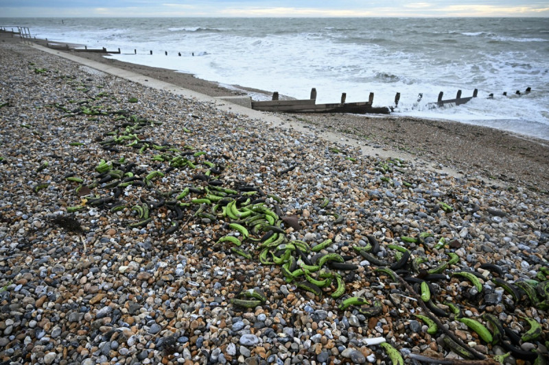 Plátanos y bananas se ven en los contenedores que cayeron por la borda del carguero Baltic Klipper en el Solent el 6 de diciembre y que fueron arrastrados a la costa de Selsey, en el sur de Inglaterra, el 9 de diciembre de 2025.