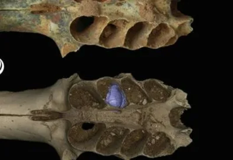 Parte de un cráneo fosilizado de mamífero con sedimentos en la cavidad dental que es un nido construido por una abeja prehistórica.