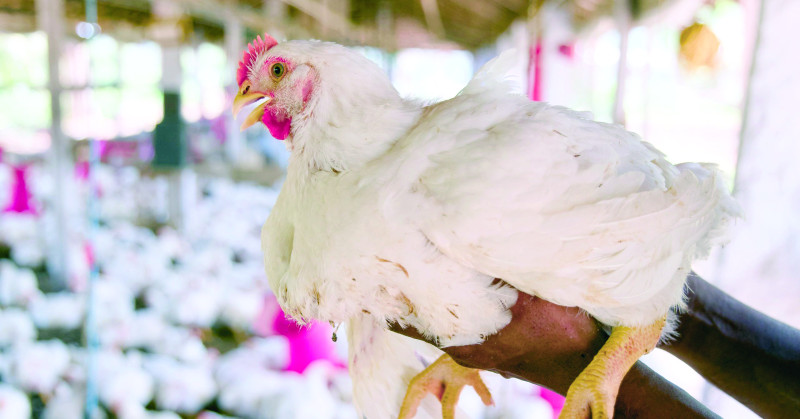 La carne de pollo es parte esencial de la cena de Nochebuena en la mayoría de hogares dominicanos.