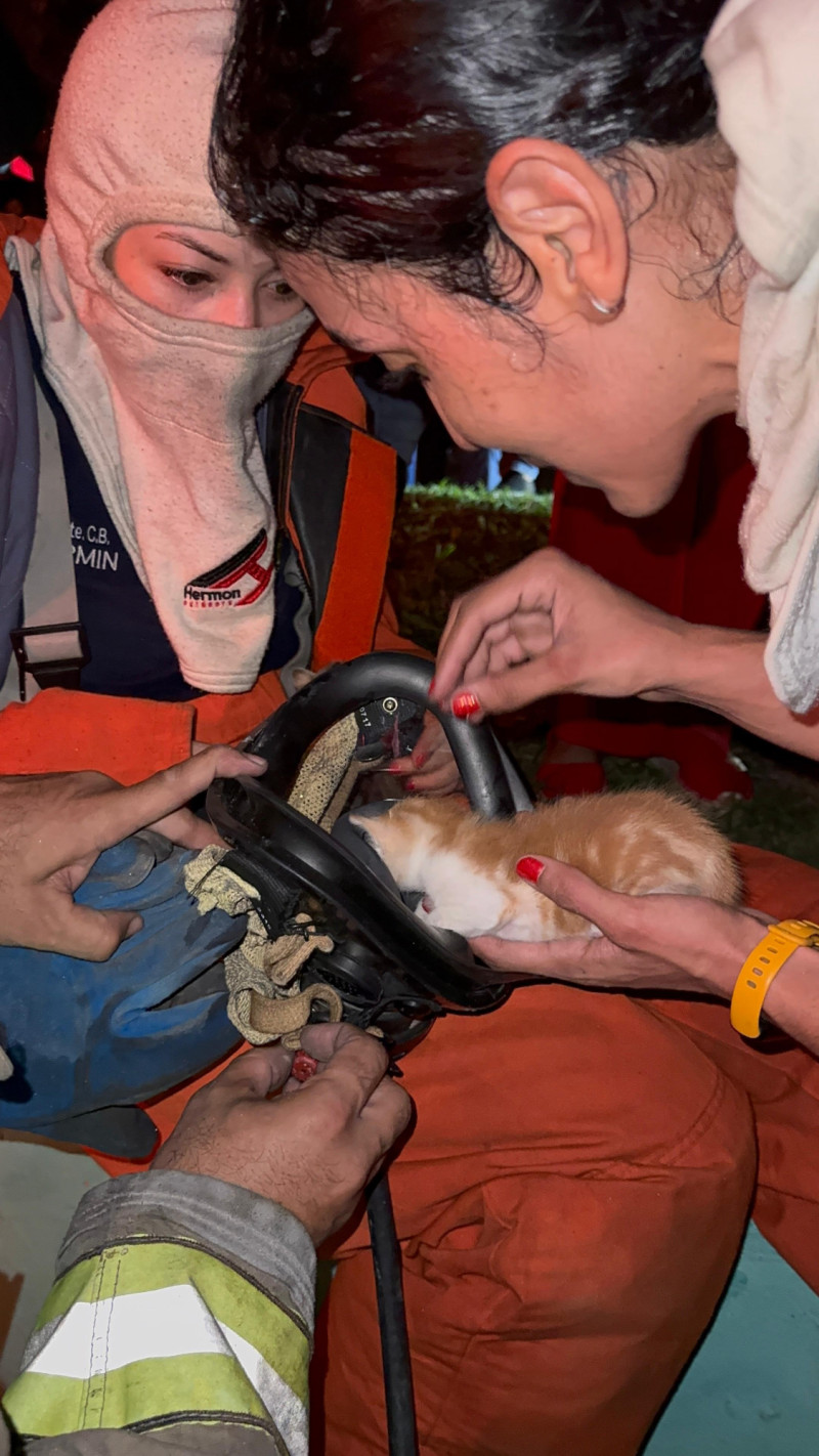 Los gatos rescatados del incendio de la ferretería San Miguel, están bien.