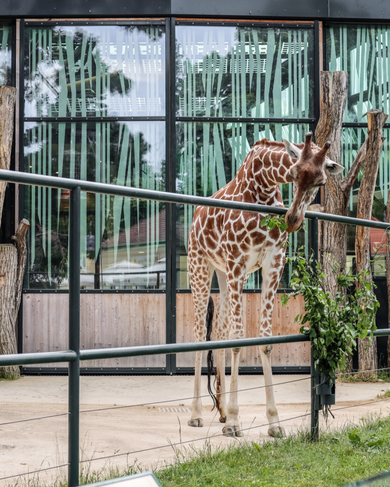 Parque zoológico de Ivoloina